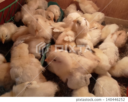 Group of Growing Chicks Feeding in Poultry Brooder Group of Growing Chicks Feeding in Poultry Brooder 140446252