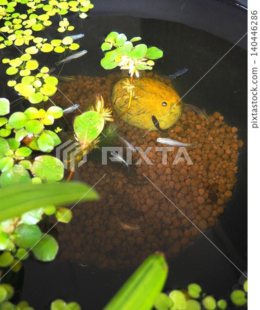 killifish tank killifish tank 140446286
