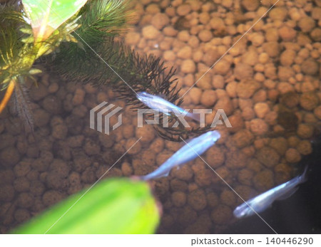 killifish tank killifish tank 140446290