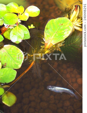 killifish tank killifish tank 140446291