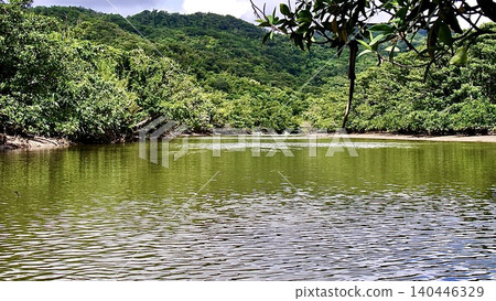 Mangroves growing along the riverbanks of Amami Oshima Island in Kagoshima Prefecture Mangroves growing along the riverbanks of Amami Oshima Island in Kagoshima Prefecture 140446329
