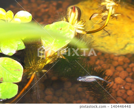 killifish tank killifish tank 140446448