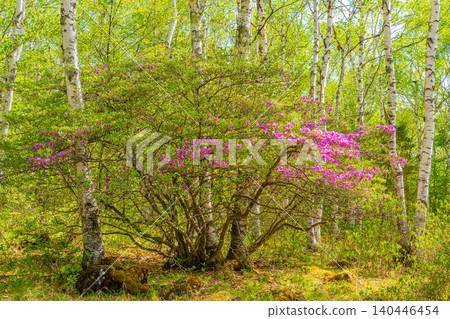 [Nagano Prefecture] Yachiho Plateau - The Lady of the Plateau (Rhododendron tomentosum) - Morning 140446454