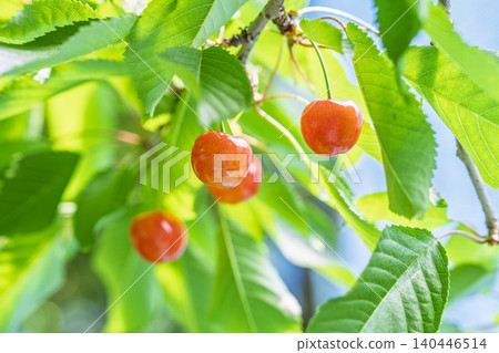 Ripe red cherries (Sato Nishiki variety) - Cherry picking, Tendo City, Yamagata Prefecture Ripe red cherries (Sato Nishiki variety) - Cherry picking, Tendo City, Yamagata Prefecture 140446514