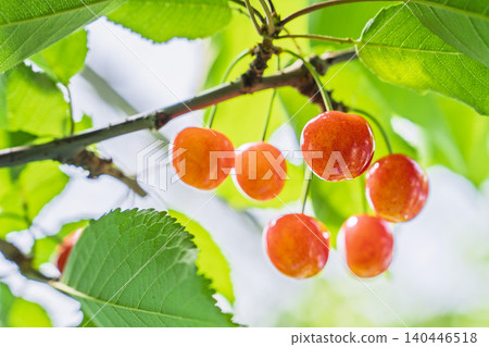 成熟的紅櫻桃（佐藤錦品種）－採櫻桃，山形縣天童市 140446518