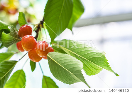 Ripe red cherries (Sato Nishiki variety) - Cherry picking, Tendo City, Yamagata Prefecture Ripe red cherries (Sato Nishiki variety) - Cherry picking, Tendo City, Yamagata Prefecture 140446520
