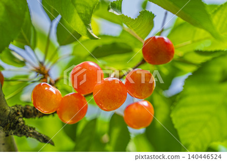 Ripe red cherries (Sato Nishiki variety) - Cherry picking, Tendo City, Yamagata Prefecture 140446524