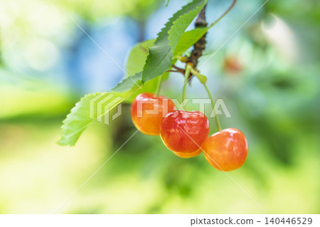 成熟的紅櫻桃（佐藤錦品種）－採櫻桃，山形縣天童市 140446529