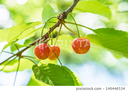 Ripe red cherries (Sato Nishiki variety) - Cherry picking, Tendo City, Yamagata Prefecture Ripe red cherries (Sato Nishiki variety) - Cherry picking, Tendo City, Yamagata Prefecture 140446534