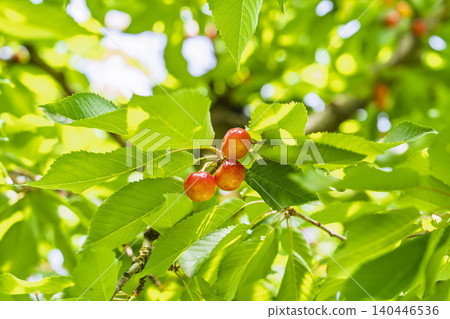 Ripe red cherries (Sato Nishiki variety) - Cherry picking, Tendo City, Yamagata Prefecture Ripe red cherries (Sato Nishiki variety) - Cherry picking, Tendo City, Yamagata Prefecture 140446536