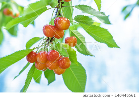 Ripe red cherries (Sato Nishiki variety) - Cherry picking, Tendo City, Yamagata Prefecture 140446561