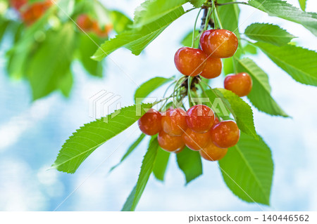Ripe red cherries (Sato Nishiki variety) - Cherry picking, Tendo City, Yamagata Prefecture Ripe red cherries (Sato Nishiki variety) - Cherry picking, Tendo City, Yamagata Prefecture 140446562
