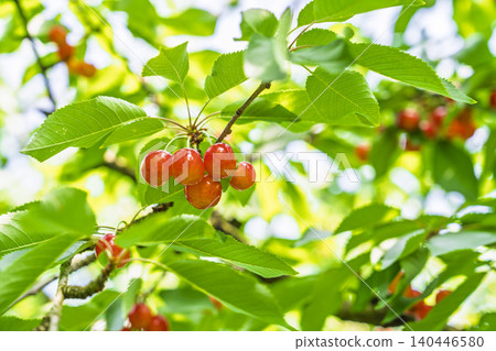 Ripe red cherries (Sato Nishiki variety) - Cherry picking, Tendo City, Yamagata Prefecture Ripe red cherries (Sato Nishiki variety) - Cherry picking, Tendo City, Yamagata Prefecture 140446580