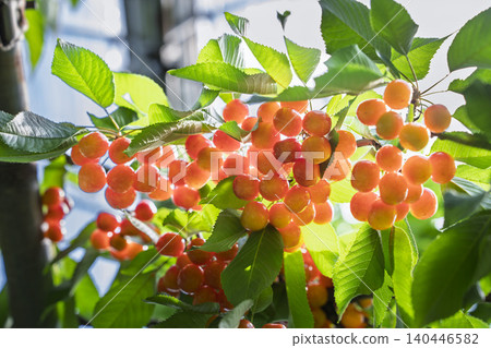 Ripe red cherries (Sato Nishiki variety) - Cherry picking, Tendo City, Yamagata Prefecture Ripe red cherries (Sato Nishiki variety) - Cherry picking, Tendo City, Yamagata Prefecture 140446582