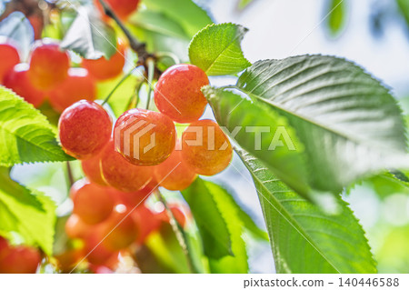 成熟的紅櫻桃(佐藤錦品種)-採櫻桃,山形縣天童市 成熟的紅櫻桃(佐藤錦品種)-採櫻桃,山形縣天童市 140446588
