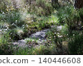Cotton-grass growing in dry bog in forest during summer drought 140446608