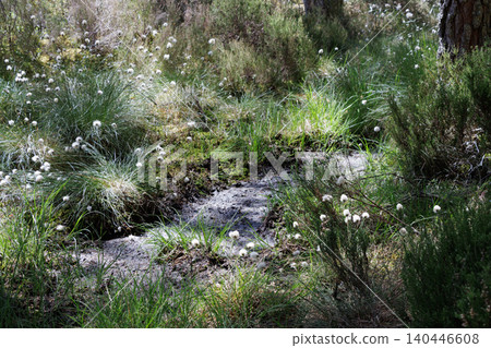 Cotton-grass growing in dry bog in forest during summer drought 140446608