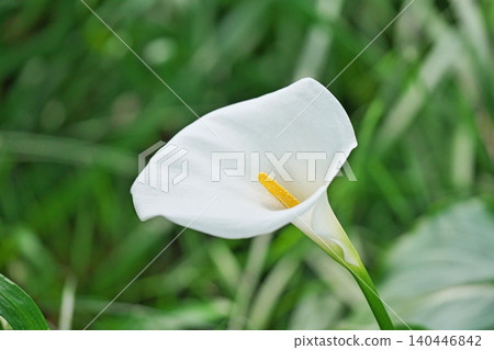 White calla lily flowers (spring, May) White calla lily flowers (spring, May) 140446842