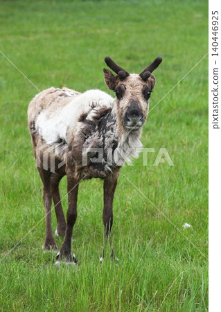 Portrait of a young reindeer in the nature during the summer Portrait of a young reindeer in the nature during the summer 140446925