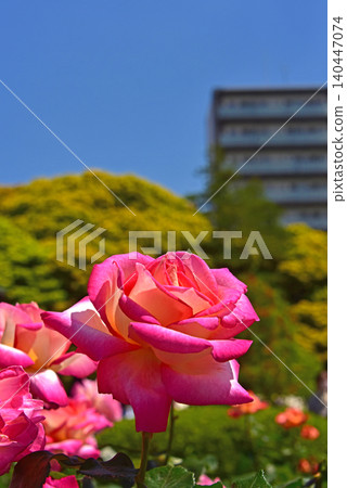 A landscape of a blue sky and a rose garden. 140447074