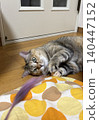 Tabby cat playing with a toy 140447152