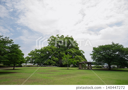 Large trees in Kumamoto Prefecture Large trees in Kumamoto Prefecture 140447272