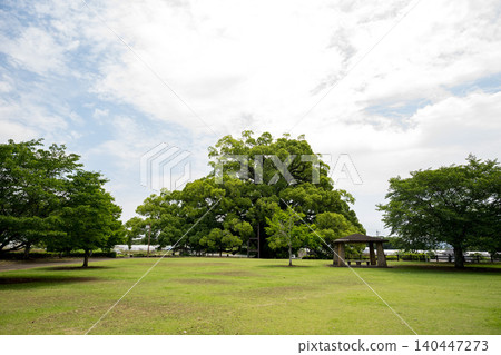 Large trees in Kumamoto Prefecture Large trees in Kumamoto Prefecture 140447273
