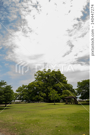 Large trees in Kumamoto Prefecture Large trees in Kumamoto Prefecture 140447274