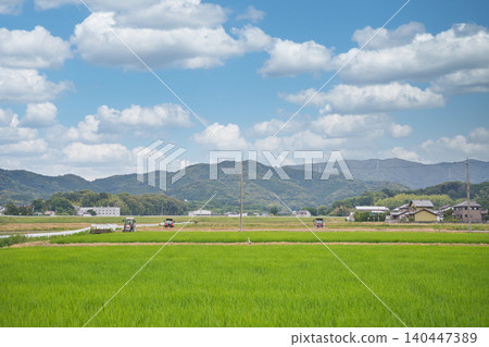 Summer rural scenery, rice paddy landscape Summer rural scenery, rice paddy landscape 140447389