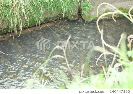 The clear water and grass flowing through the rural irrigation canals 140447390