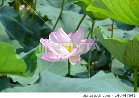 立林蓮花節上的蓮花 立林蓮花節上的蓮花 140447641