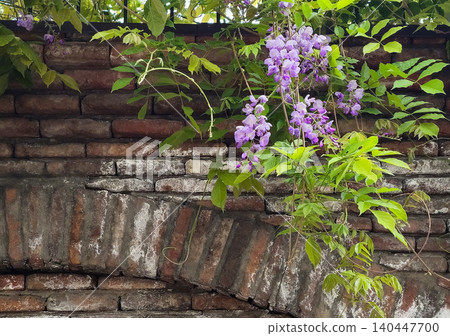 Purple wisteria blooms cascade over weathered brick wall Purple wisteria blooms cascade over weathered brick wall 140447700