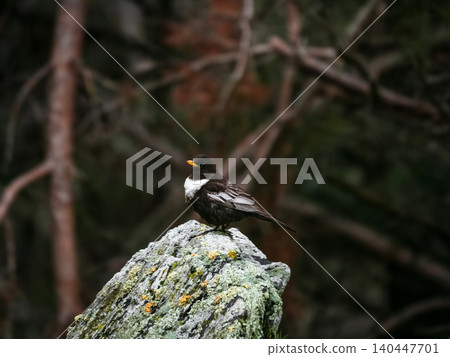 A Ring Ouzel (Turdus torquatus), a species of thrush in the dark deep forest. A Ring Ouzel (Turdus torquatus), a species of thrush in the dark deep forest. 140447701