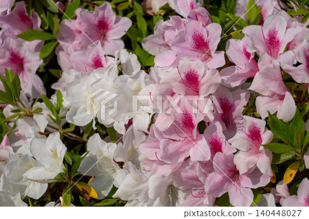 Pink and white azalea flowers in full bloom Pink and white azalea flowers in full bloom 140448027
