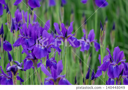Close-up of a purple iris flower 140448049