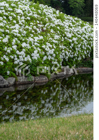 一簇簇白色杜鵑花沿著日式花園池塘的邊緣蔓延開來。 140448069