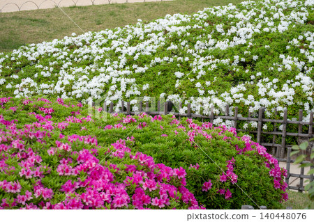 Pink and white azaleas blooming on the park slope and a bamboo fence Pink and white azaleas blooming on the park slope and a bamboo fence 140448076