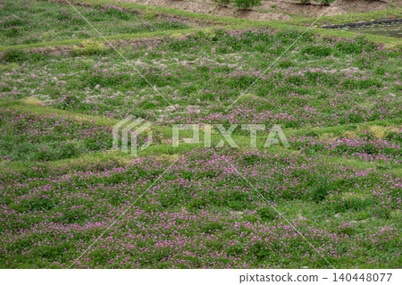 A landscape of vast fields of Chinese milk vetch. A landscape of vast fields of Chinese milk vetch. 140448077