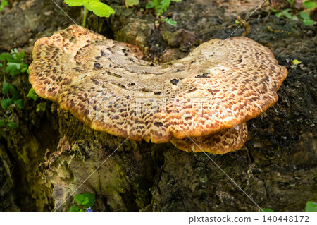 Dryad's Saddle Mushroom Cerioporus Squamosus Growing on Tree Stump in Spring Forest grow Dryad's Saddle Mushroom Cerioporus Squamosus Growing on Tree Stump in Spring Forest grow 140448172