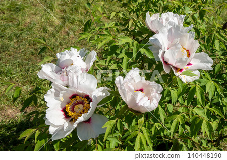 Peony White Tree Peonies Bush with Pink Flowers Peony White Tree Peonies Bush with Pink Flowers 140448190