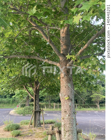 Sweetgum trees in the parking lot Sweetgum trees in the parking lot 140448201