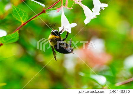 Carpenter bee Carpenter bee 140448250