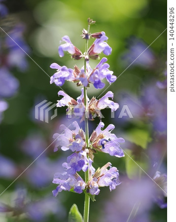 Sage flowers in full bloom Sage flowers in full bloom 140448296