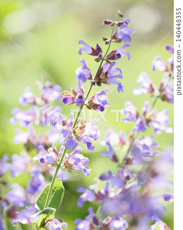 花園裡閃閃發光的鼠尾草花 140448355