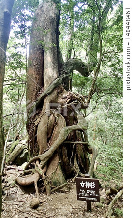 Yakusugi cedar (Goddess Cedar) standing in the primeval forest of Yakushima Island, Kagoshima Prefecture. Yakusugi cedar (Goddess Cedar) standing in the primeval forest of Yakushima Island, Kagoshima Prefecture. 140448461