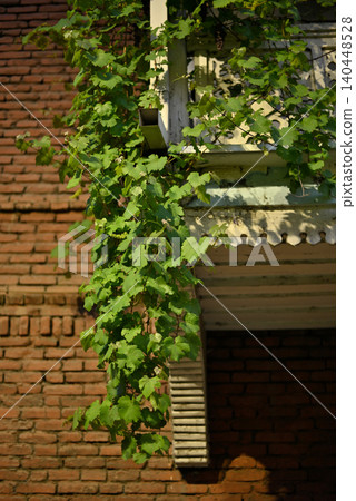 Green vine on old brick house wall Green vine on old brick house wall 140448528
