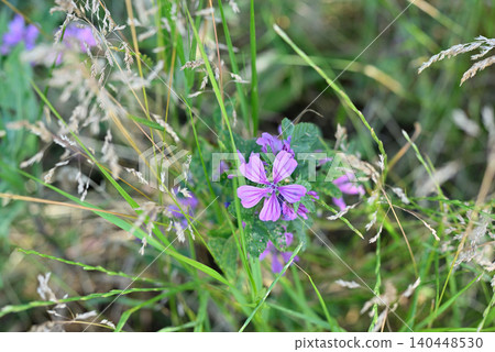 Purple wildflowers in meadow grass Purple wildflowers in meadow grass 140448530