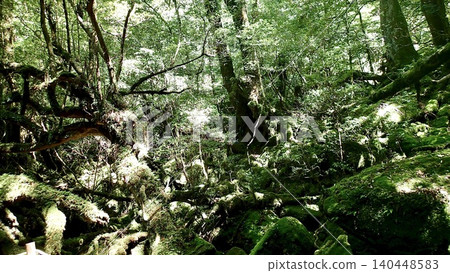 Shiratani Unsuikyo Gorge in Yakushima, Kagoshima Prefecture, is a place where moss-covered rocks spread out. Shiratani Unsuikyo Gorge in Yakushima, Kagoshima Prefecture, is a place where moss-covered rocks spread out. 140448583