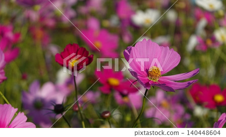 Beautiful cosmos flowers 140448604