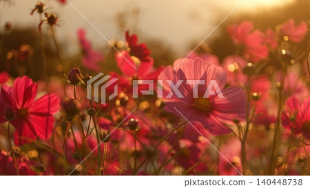 Beautiful cosmos flowers bathed in the light of dusk. Beautiful cosmos flowers bathed in the light of dusk. 140448738